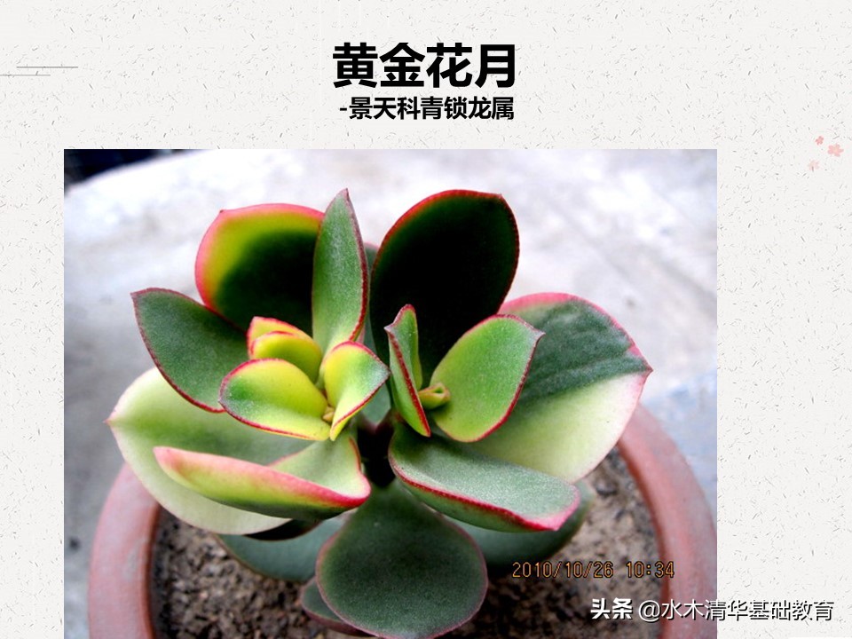 梦幻女王多肉植物百科图谱,原产地多肉植物图谱pdf