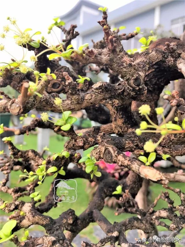 以根代杆下细上粗式盆景图片,十种适合吊着养的盆景