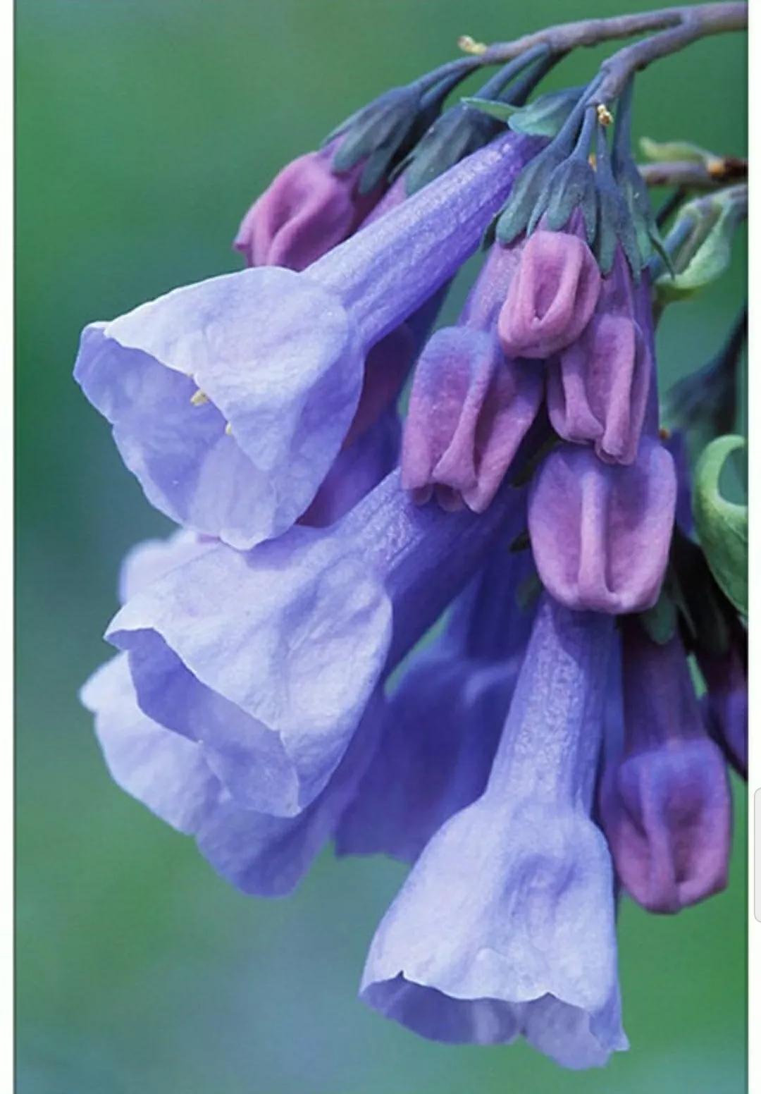 芳踪难觅濒危花！清新治愈篇：沙漠高原是吾家，豹子花的春天来了