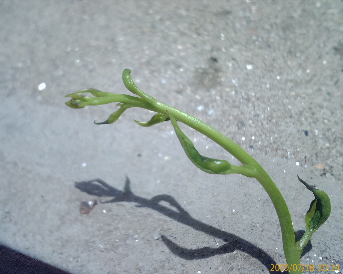 多普达老款,多普达s900新机