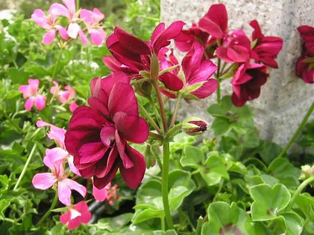 驱蚊效果好又耐养的花,驱蚊的花哪一种最好养