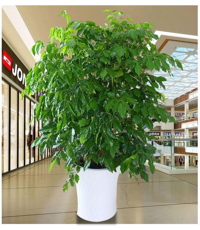 这六种花寓意吉祥好养易活,家中最旺财的4种花