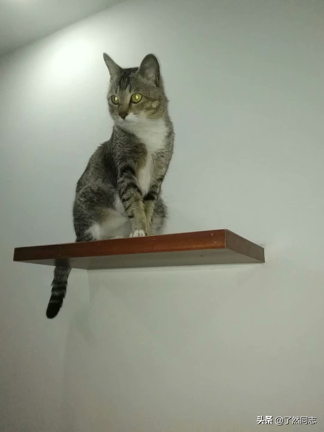 我家六只猫的自我介绍,我家六只猫视频