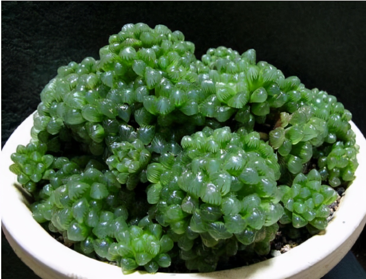 超全多肉术语42种多肉入门术语图文详解让你一文搞懂多肉术语