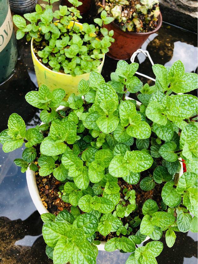 朋友家掐点薄荷塞土里，很快窜到半米高，摘点泡水清凉醒脑！