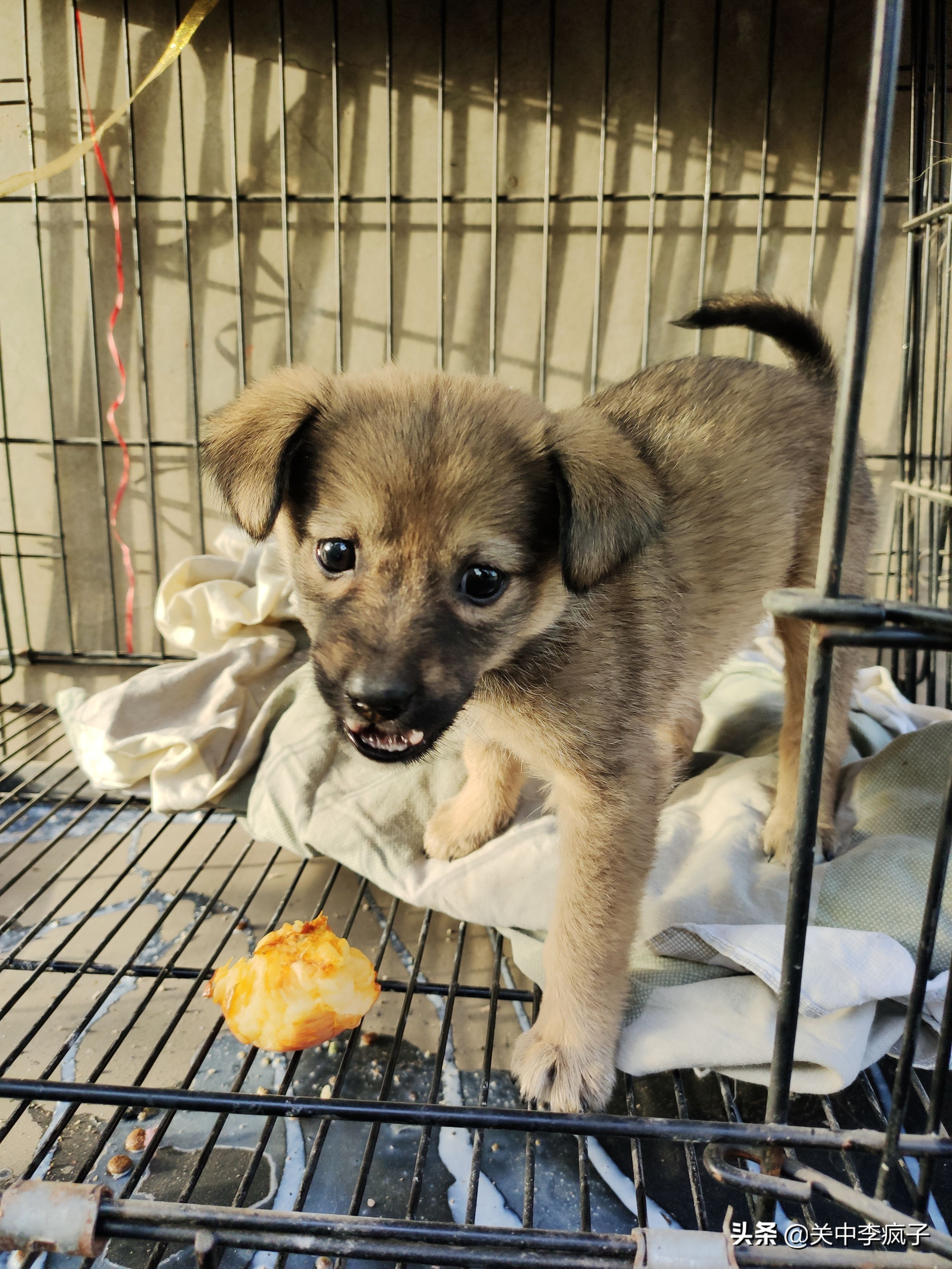 春天来了，这只叫青皮的旺财也来了