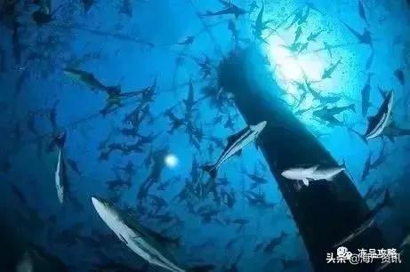 中国的四大渔场及其形成条件,目前中国最大的渔场是什么渔场