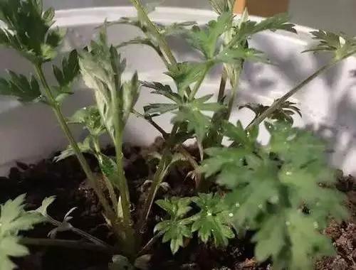 最近很火的艾草在室内使用有效果,艾草对女人的好处