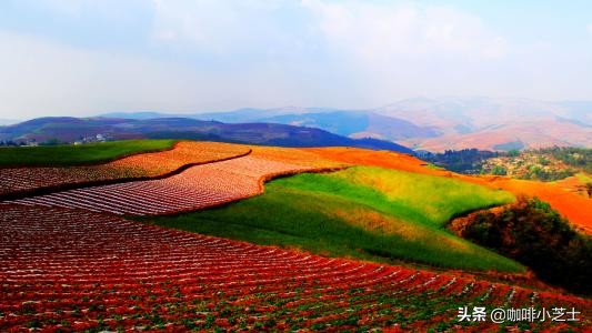 老罗和玫瑰花饼,老罗直播带货玫瑰花饼
