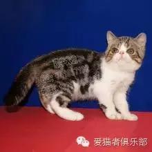 怎么区分加菲猫的品种,纯种加菲猫应该是什么颜色