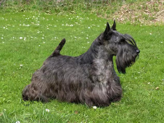 45种狗狗,45种狗狗很难得一见你认识几种