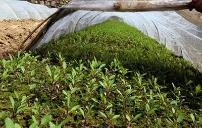 2023农村创业致富项目大全,2023年农村创业赚钱项目