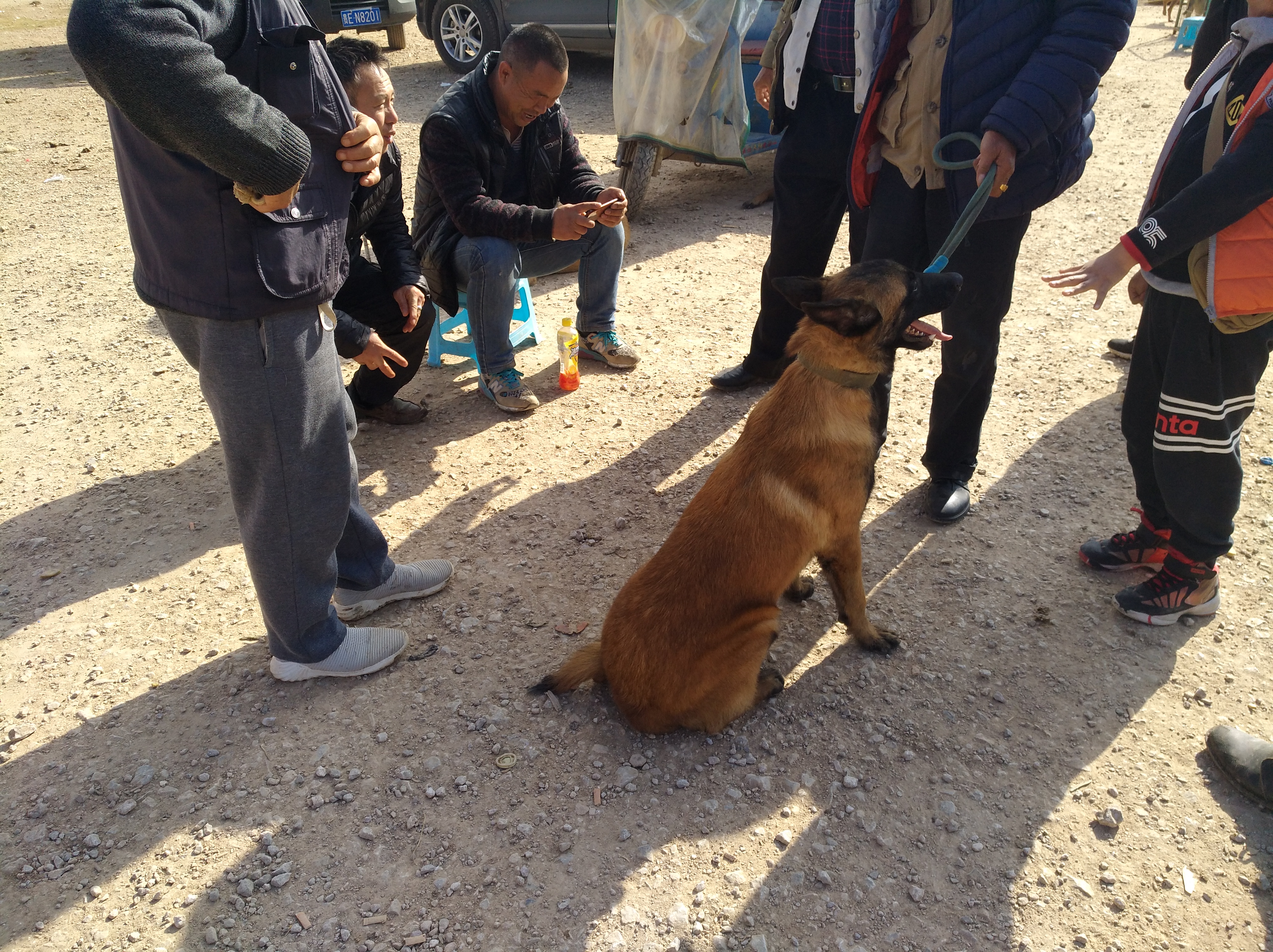 马犬有不训练天生就会很乖的狗,不养不知道原来马犬可以这么优秀