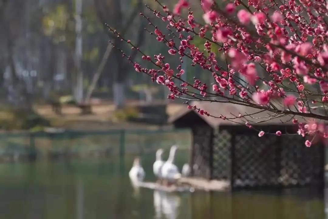 杭州美职学校风景,杭州美丽学校评选