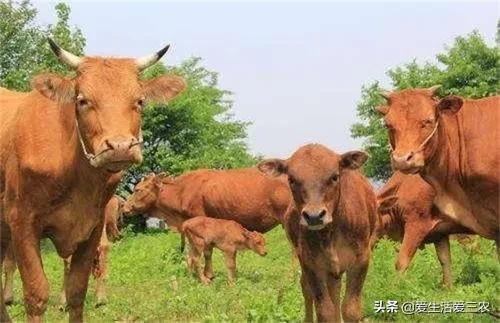 比较靠谱的养殖项目,现在最好的养殖品种有哪些