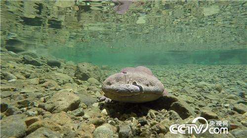 娃娃鱼长大后的哭声,娃娃鱼哭声的视频