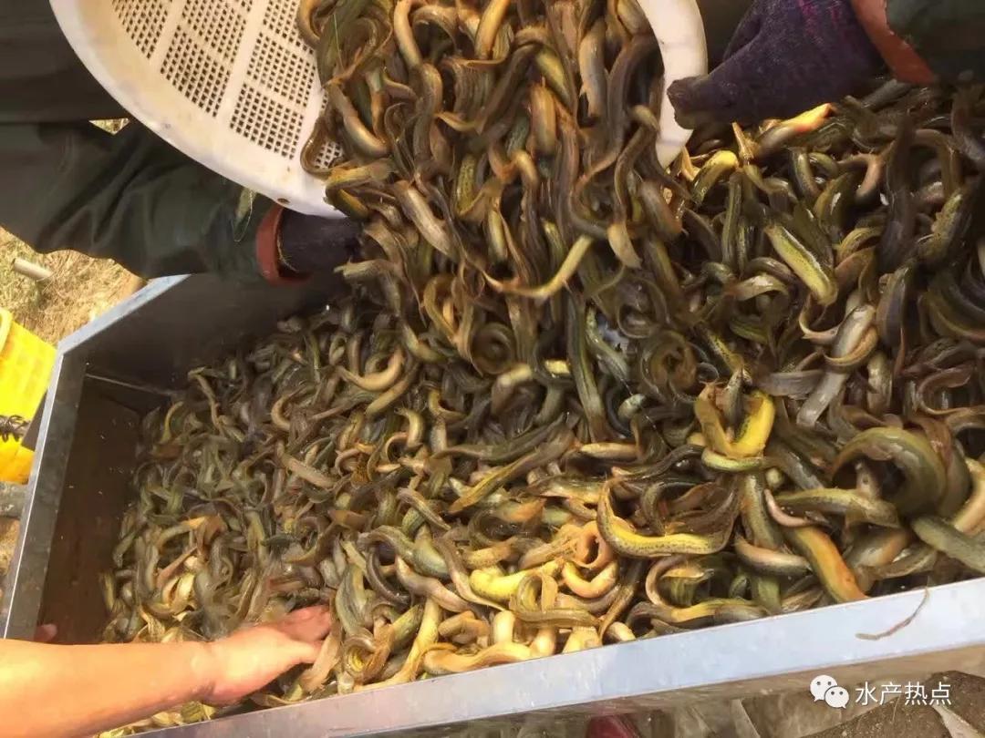 未来3年泥鳅价预测,泥鳅价后期走势