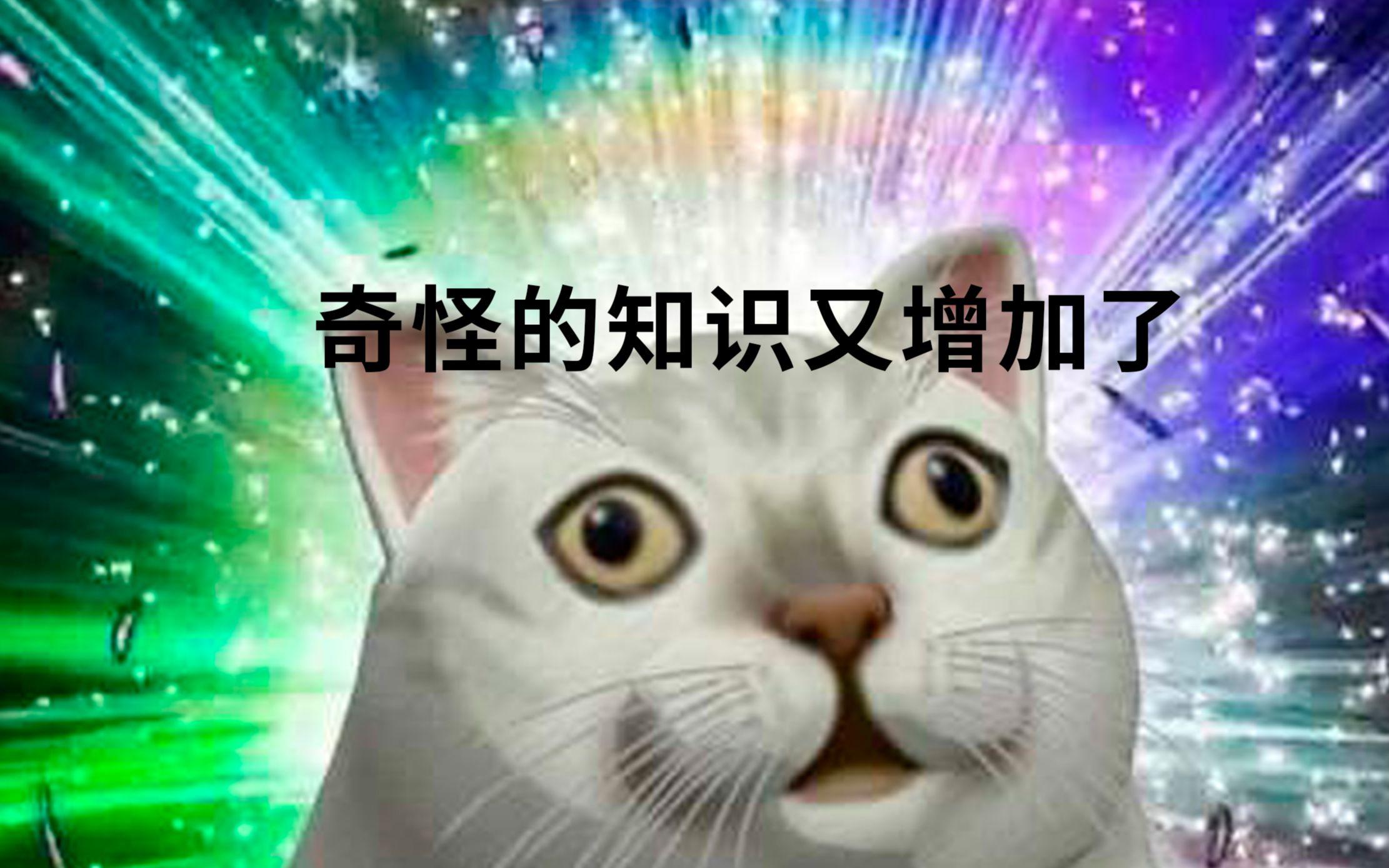 为什么养不好小猫咪呢,养了一年的小猫咪野性还是挺强