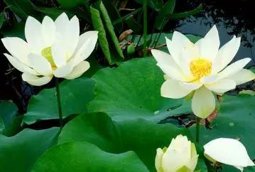 各月出生花,农历几月几日出生代表什么花