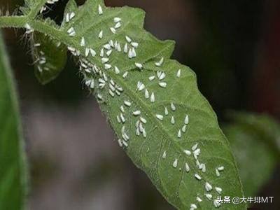 广州满天飞的小飞虫有什么危害,天津出现大量小飞虫是什么