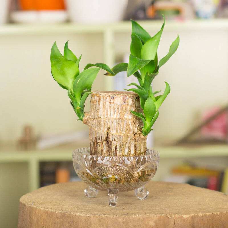 最适合懒人水培的植物,有哪些植物是水培的好看且易养