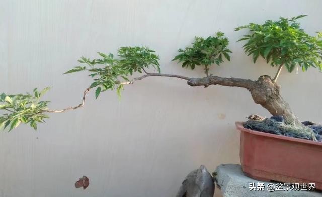 盆景悬崖桩怎么做,学会这5个点很必要