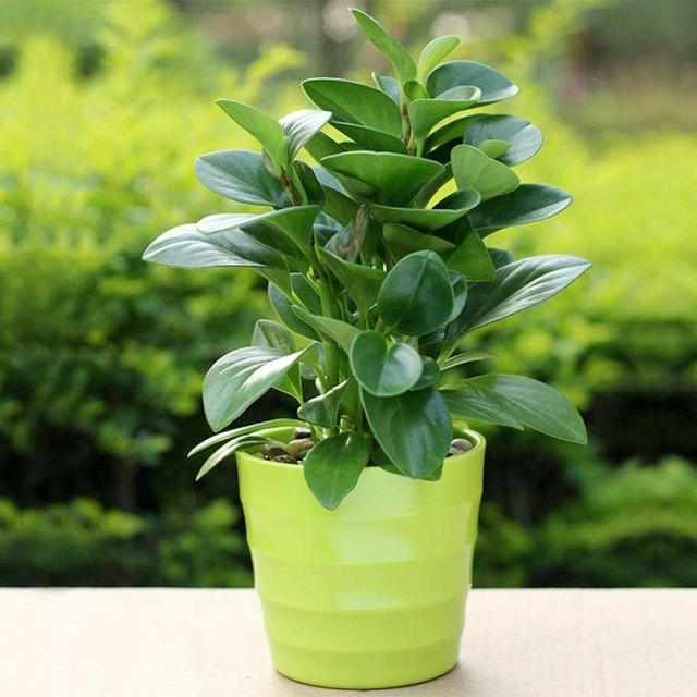 碧玉花的养护,碧玉养护方法及注意事项