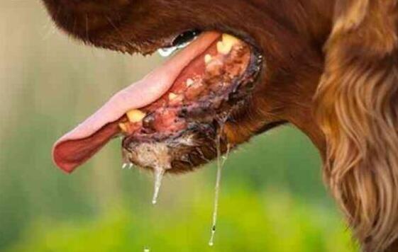 狗狗狂犬病症状发作过程,泰迪狗狗得狂犬病的症状