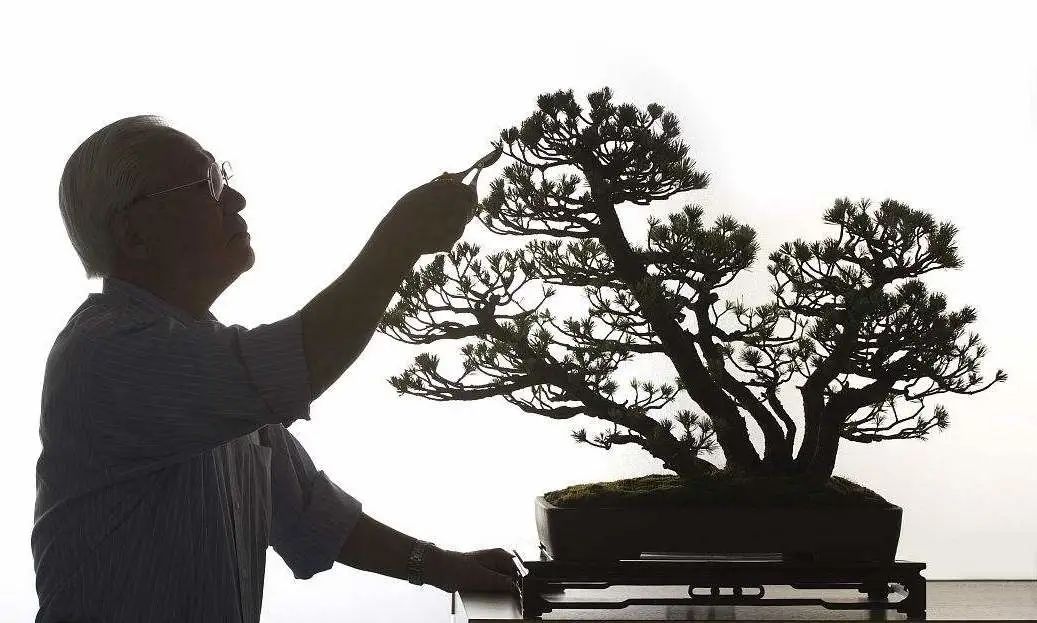 适合初学者制作的盆景造型,2016年最新盆景制作以及盆景欣赏