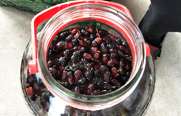 桑葚泡酒的正宗做法大全,桑葚泡酒的做法大全集