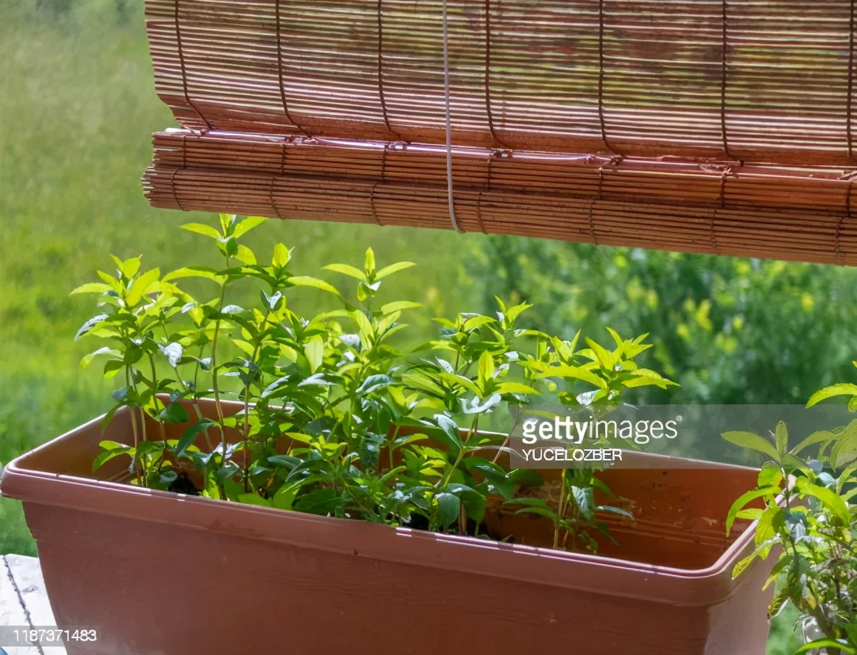 观花草本植物推荐,最具观赏性的观叶植物
