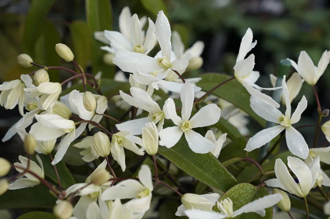 梦幻花园开园了！就在双流彭镇！免费的那种