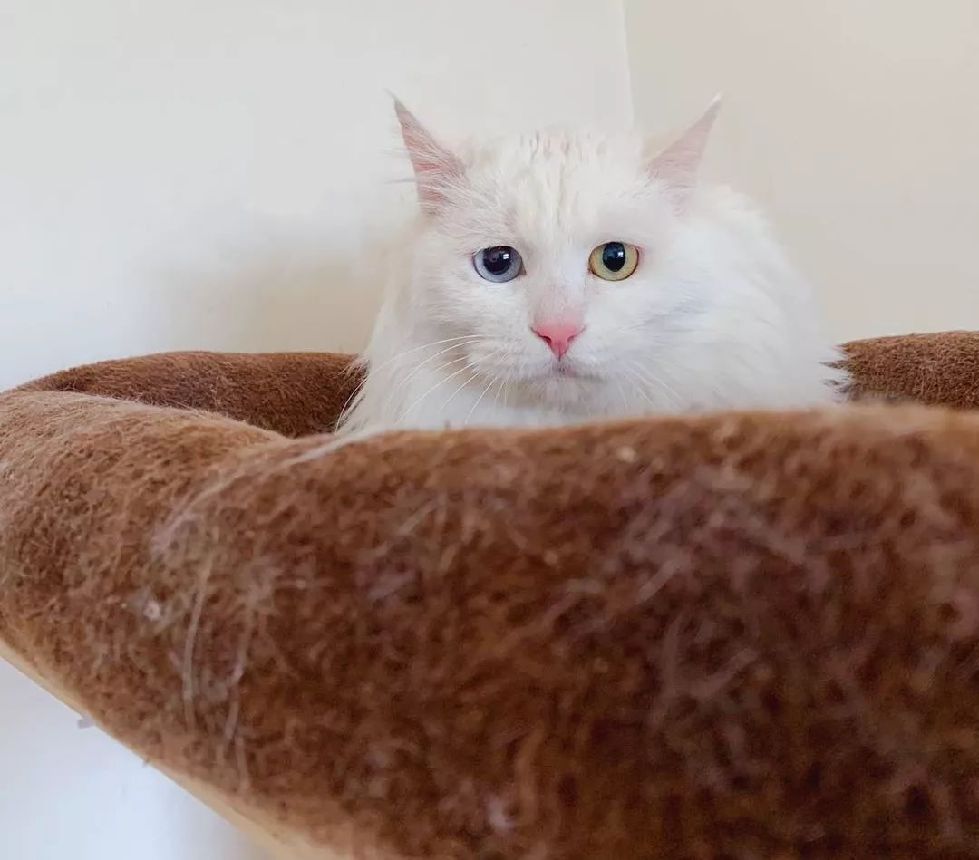 中华田园猫为什么叫中华田园猫呢,中华田园猫乌云盖雪是招财猫吗