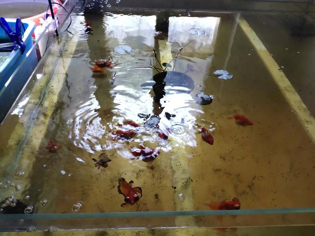 怎么才是正确饲养金鱼的方法,怎么才能正确的饲养金鱼