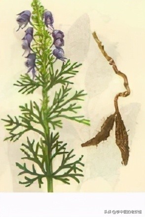 雪上一枝蒿功效与作用,中药雪上一枝蒿的别名是什么