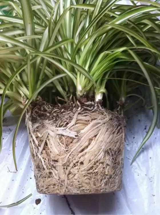 绿萝吊兰爱“吃土”，2年盆土“吃光光”，说啥也要换土！