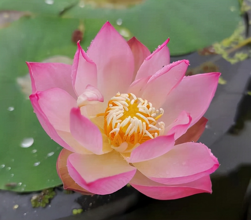 多肉植物的养殖方法大全,多肉植物最佳养殖方法图片