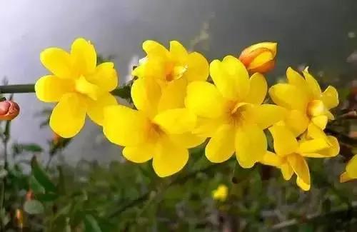 以桂花为市花的城市有哪些,中国每个城市的市花是什么