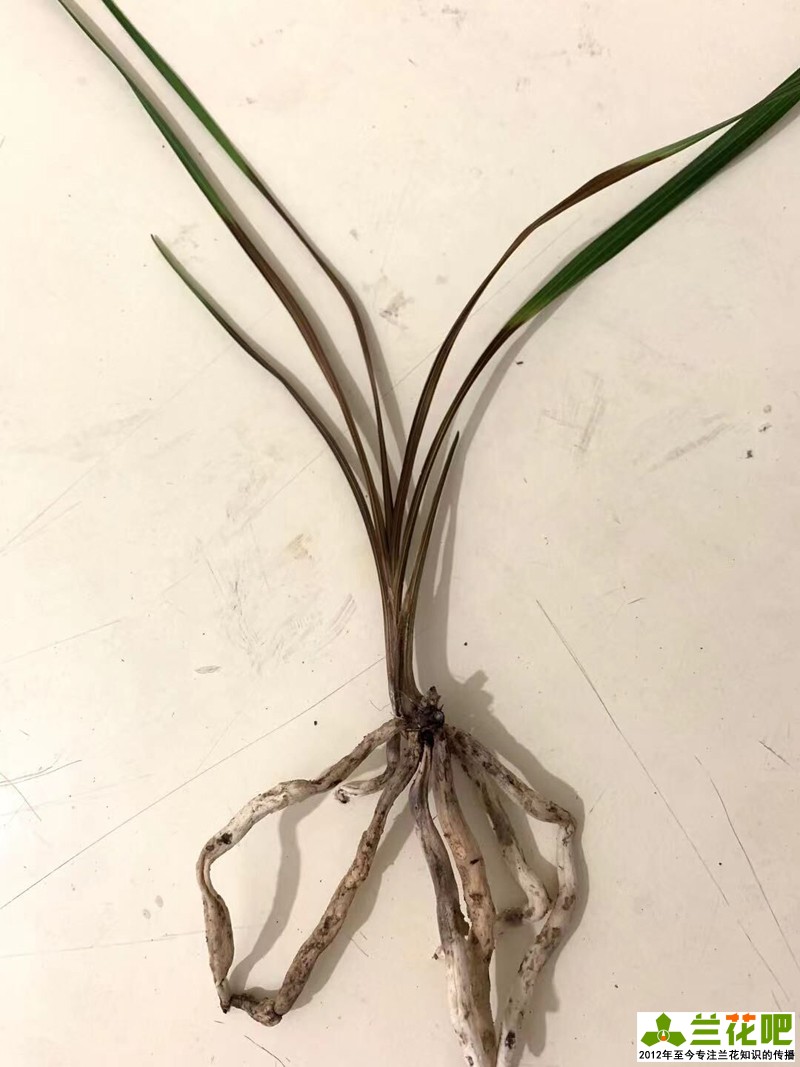 兰花叶子底部发黑烂掉一拿就掉,兰花刚发现芦头发黑还可以养吗