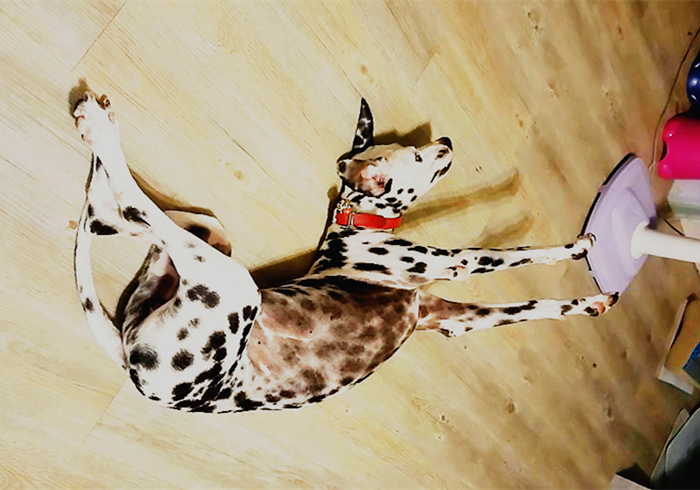 狗狗噎住了什么症状,狗狗噎着了是什么症状表现