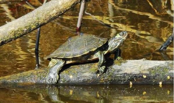 小乌龟的饲养方法,花龟的饲养方法最简单