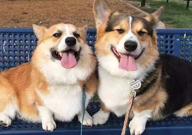 公狗与母狗有什么区别,公狗跟母狗有什么区别吗