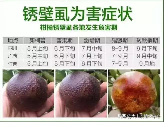 红蜘蛛锈壁虱大爆发该怎么用药,对红蜘蛛和锈壁虱有用的杀螨剂