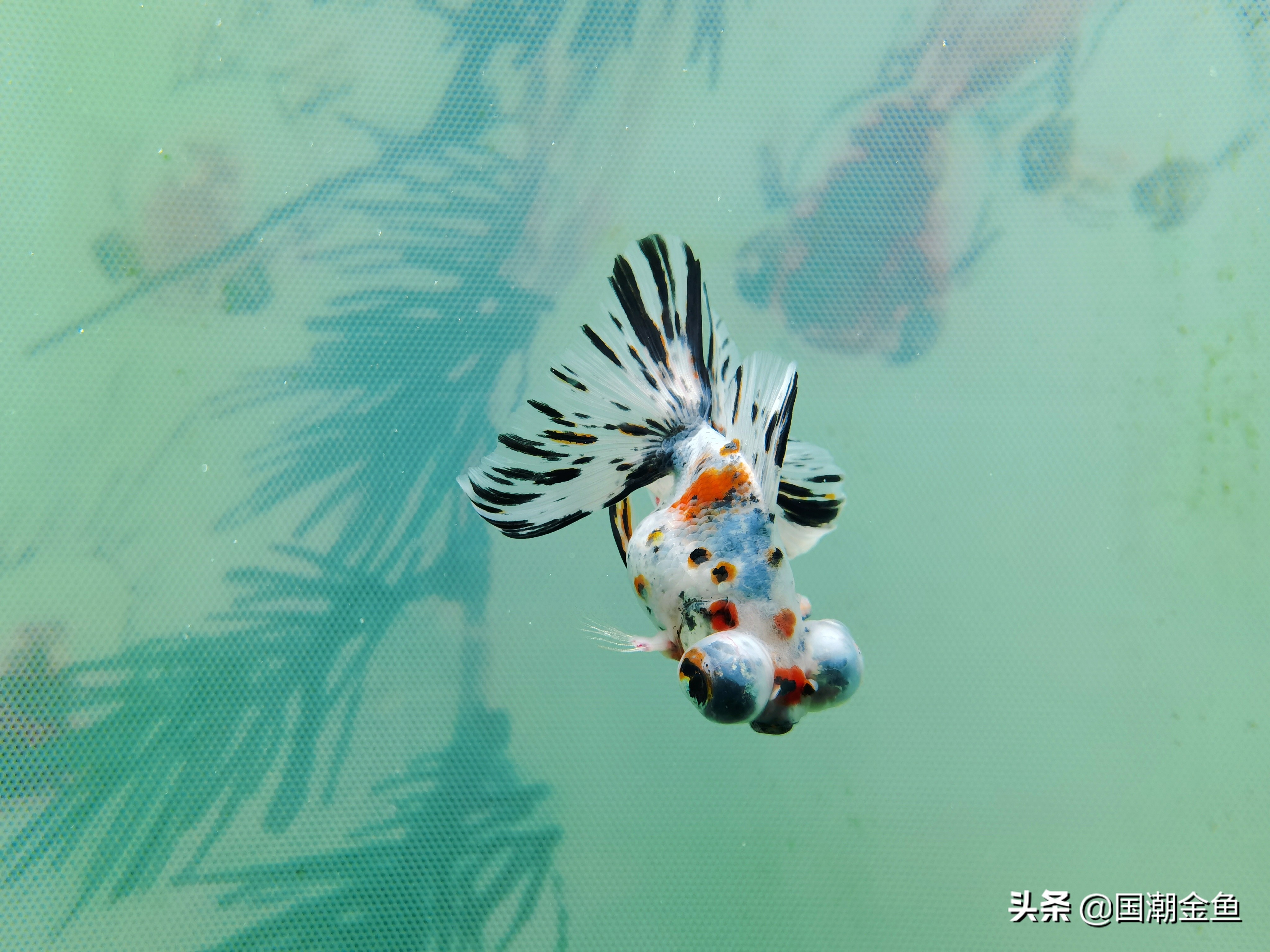 最好看的中国金鱼品种大全图片,金鱼能不能跟龙种金鱼混养