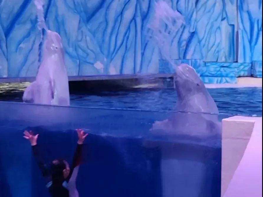 来一场说走就走的旅行珠海长隆,广东长隆及珠海长隆旅游攻略