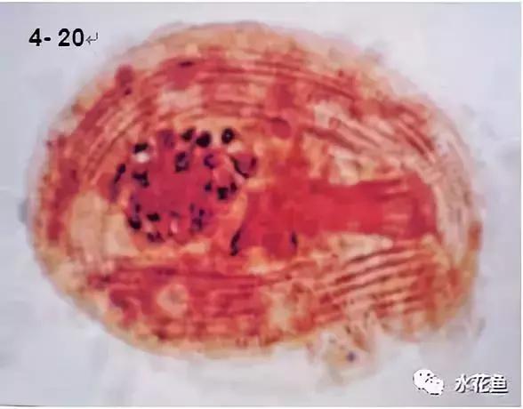 暴发“鱼瘟”救治时不可忽视寄生虫的危害---低温时节鱼类斜管虫病的症状及防治