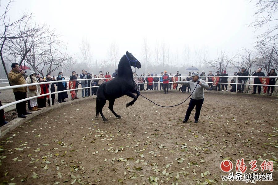 花千万引进七匹汗血宝马盛唐舞马技艺将再现西安