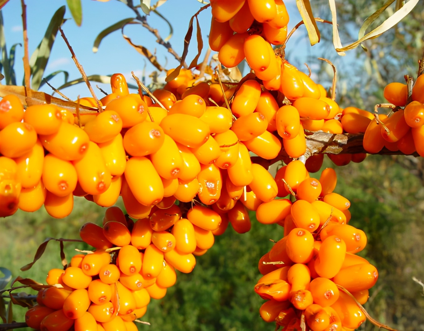 小儿积食胃口差药方,中草药包调理小儿积食