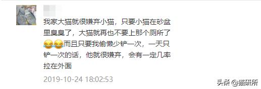 猫咪乱拉如何解决,猫咪乱拉处理方法