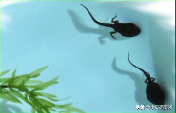 小蝌蚪找妈妈美术创意画目的,创意美术小蝌蚪找妈妈教学目标